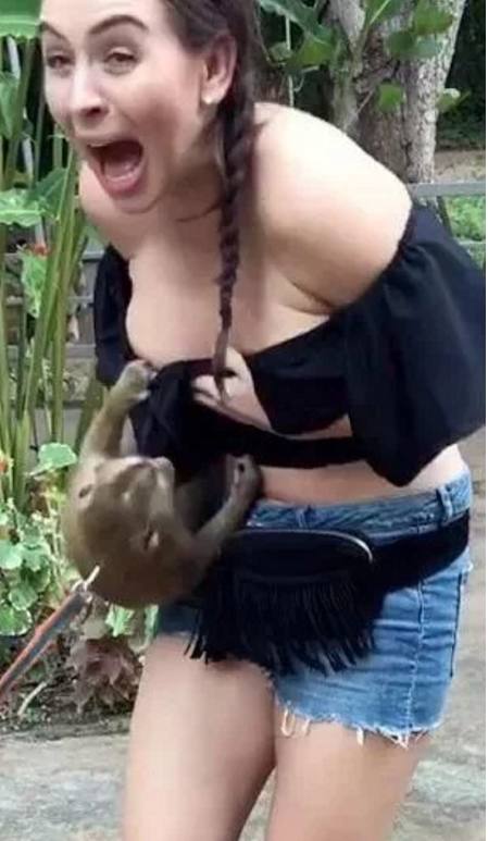 女游客在泰国遭遇猴子“吃豆腐”,老板表示:它在找母乳